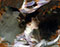 Third Image
